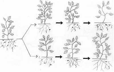 Editorial: Nematodes: an integrated pest management approach